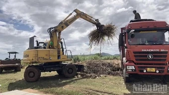 Mía được giá, nông dân Khánh Hòa phấn khởi vào vụ ngọt