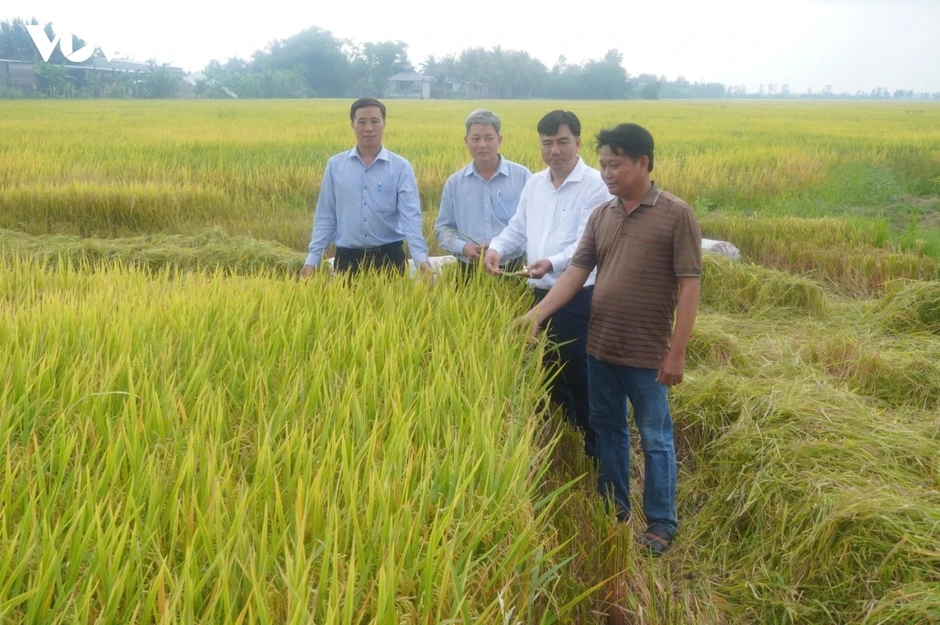 Minh bạch quy trình, định danh gạo phát thải thấp Minh bạch quy trình, định danh gạo phát thải thấp