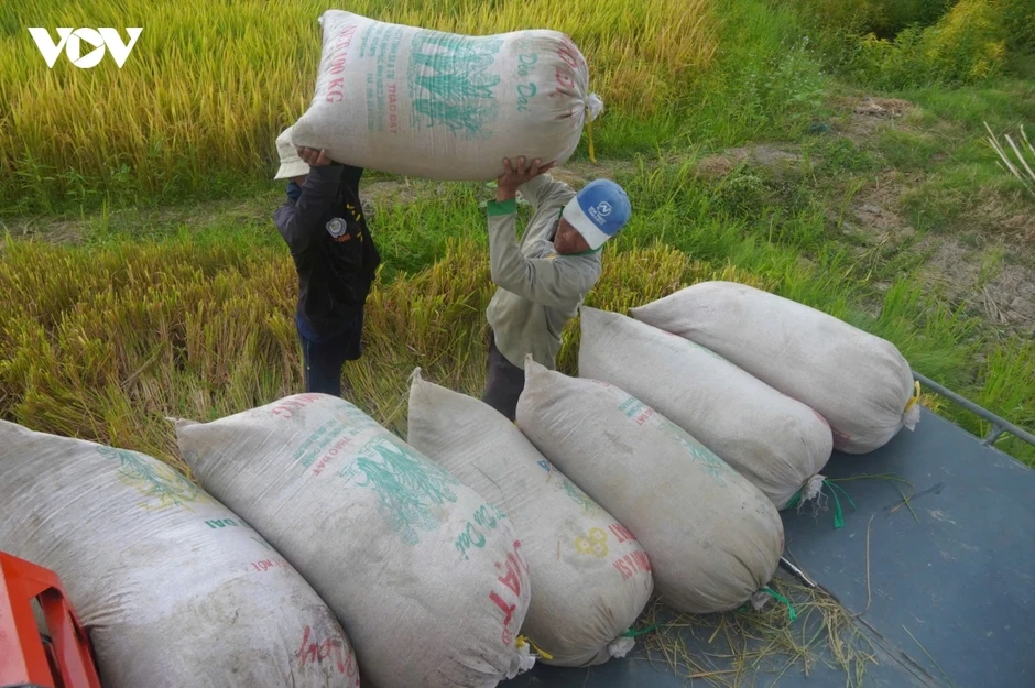 Minh bạch quy trình, định danh gạo phát thải thấp Minh bạch quy trình, định danh gạo phát thải thấp