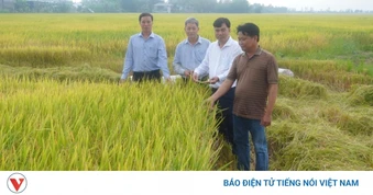 Minh bạch quy trình, định danh gạo phát thải thấp