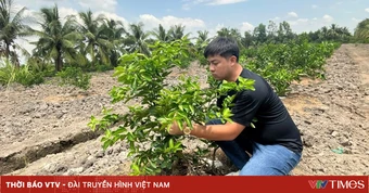 Mở rộng diện tích canh tác chanh, tạo nền tảng cho tăng trưởng dài hạn