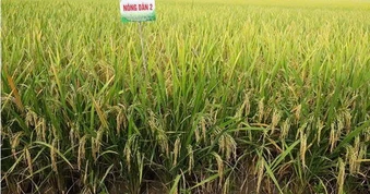 Một giống lúa mới được cấp phép lưu hành tại ĐBSCL