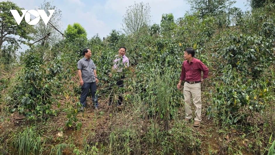 Mưa đá ở Quảng Ngãi khiến nhiều diện tích cây nông nghiệp bị hư hỏng Mưa đá ở Quảng Ngãi khiến nhiều diện tích cây nông nghiệp bị hư hỏng