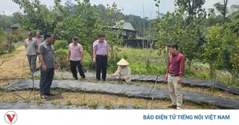 Mưa đá ở Quảng Ngãi khiến nhiều diện tích cây nông nghiệp bị hư hỏng