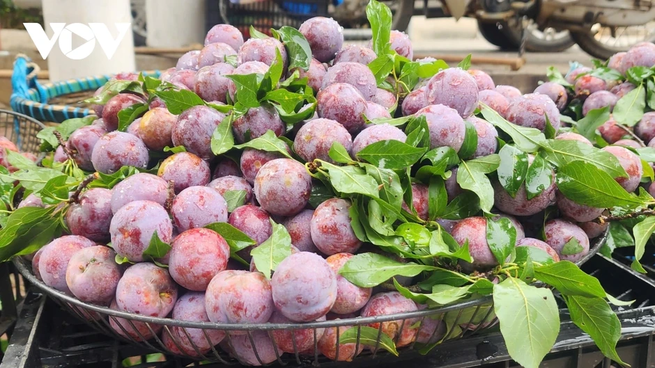 Mùa mận Sơn La đến sớm, giá rẻ bất ngờ Mùa mận Sơn La đến sớm, giá rẻ bất ngờ