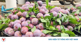 Mùa mận Sơn La đến sớm, giá rẻ bất ngờ