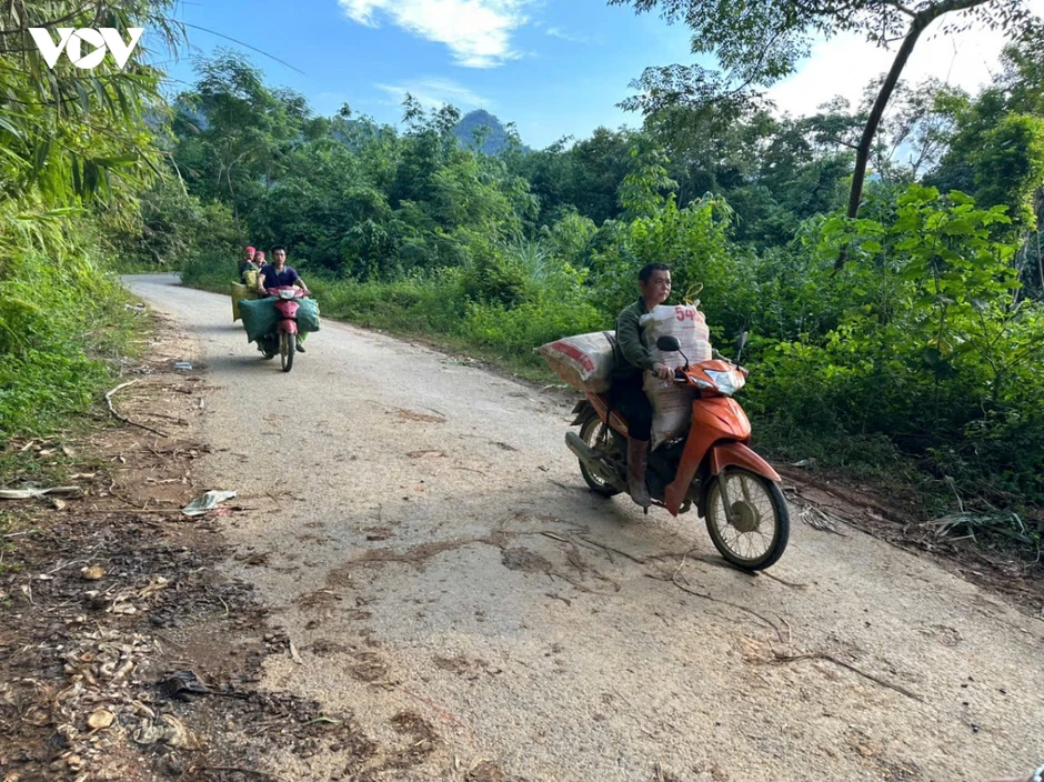 Mùa măng rừng vùng cao, người dân thu vài trăm ngàn mỗi ngày Mùa măng rừng vùng cao, người dân thu vài trăm ngàn mỗi ngày