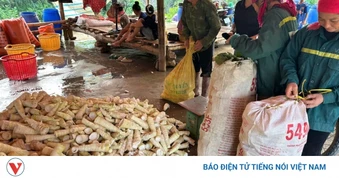 Mùa măng rừng vùng cao, người dân thu vài trăm ngàn mỗi ngày