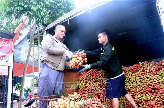 Mùa vải 2026: Chú trọng chất lượng, thương hiệu và giá trị gia tăng Mùa vải 2026: Chú trọng chất lượng, thương hiệu và giá trị gia tăng