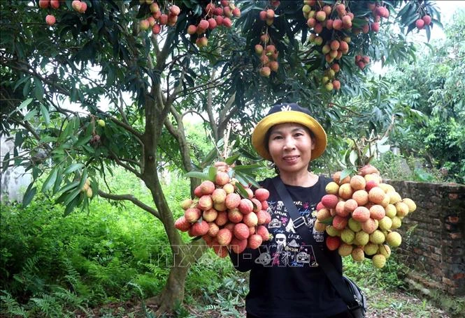 Mùa vải 2026: Chú trọng chất lượng, thương hiệu và giá trị gia tăng Mùa vải 2026: Chú trọng chất lượng, thương hiệu và giá trị gia tăng