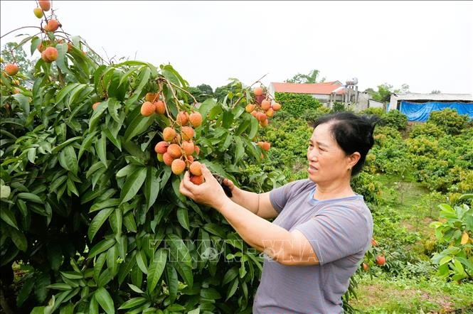 Mùa vải 2026: Chú trọng chất lượng, thương hiệu và giá trị gia tăng Mùa vải 2026: Chú trọng chất lượng, thương hiệu và giá trị gia tăng