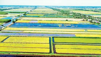Mùa vàng trên vùng đất mặn
