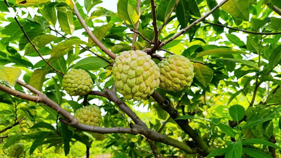 Na bở Đông Triều (Quảng Ninh) vào vụ, nông dân hái ra tiền nhờ canh tác an toàn Na bở Đông Triều (Quảng Ninh) vào vụ, nông dân hái ra tiền nhờ canh tác an toàn