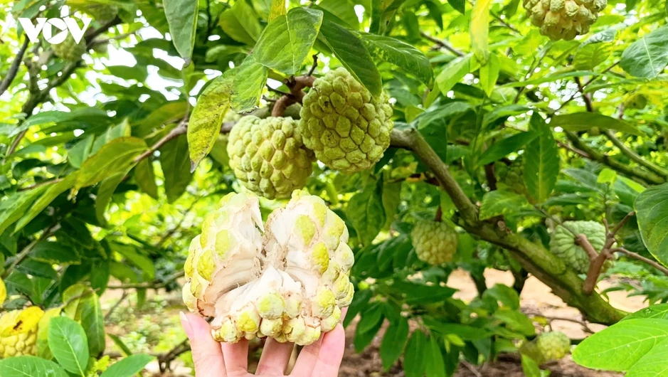 Na bở Đông Triều (Quảng Ninh) vào vụ, nông dân hái ra tiền nhờ canh tác an toàn Na bở Đông Triều (Quảng Ninh) vào vụ, nông dân hái ra tiền nhờ canh tác an toàn