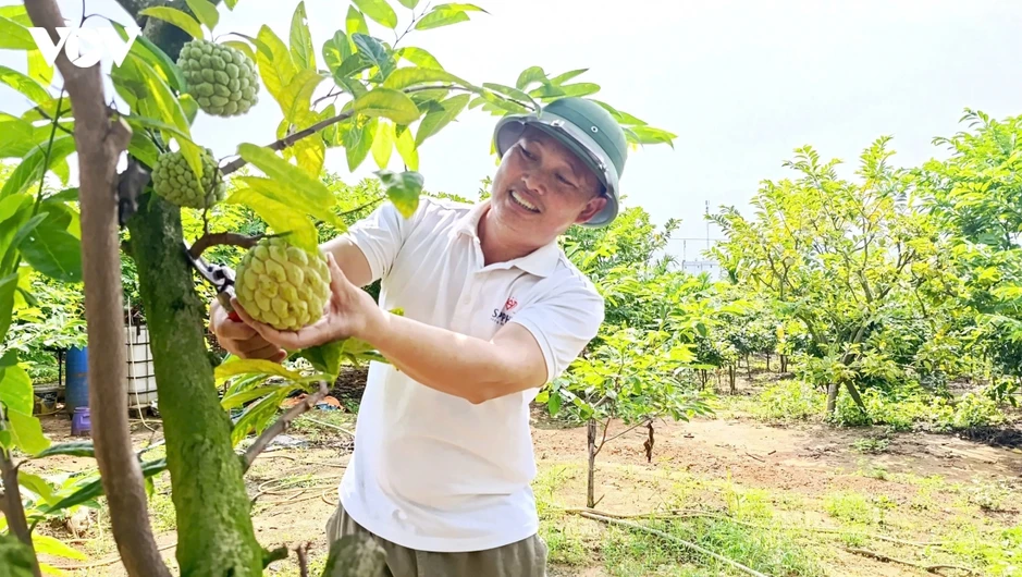 Na bở Đông Triều (Quảng Ninh) vào vụ, nông dân hái ra tiền nhờ canh tác an toàn Na bở Đông Triều (Quảng Ninh) vào vụ, nông dân hái ra tiền nhờ canh tác an toàn
