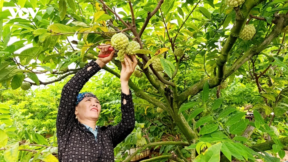 Na bở Đông Triều (Quảng Ninh) vào vụ, nông dân hái ra tiền nhờ canh tác an toàn Na bở Đông Triều (Quảng Ninh) vào vụ, nông dân hái ra tiền nhờ canh tác an toàn