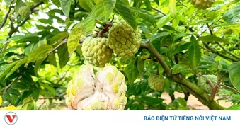 Na bở Đông Triều (Quảng Ninh) vào vụ, nông dân hái ra tiền nhờ canh tác an toàn