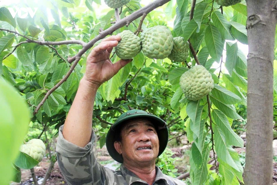 Na, nhãn Bắc Ninh được giá, nông dân phấn khởi