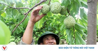 Na, nhãn Bắc Ninh được giá, nông dân phấn khởi