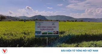 Nâng cao giá trị lúa Mẹ gắn với giữ gìn bản sắc đồng bào vùng cao Phan Sơn
