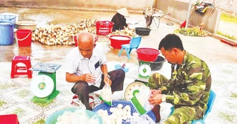 Nâng cao vai trò dẫn dắt, kết nối của hợp tác xã nông nghiệp