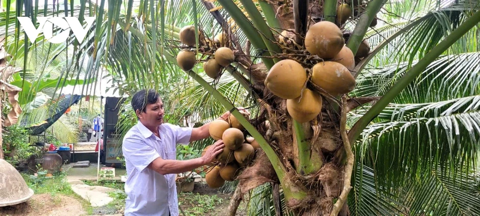 Nắng nóng, dừa xiêm tại Vĩnh Long, Đồng Tháp sốt giá, hút hàng