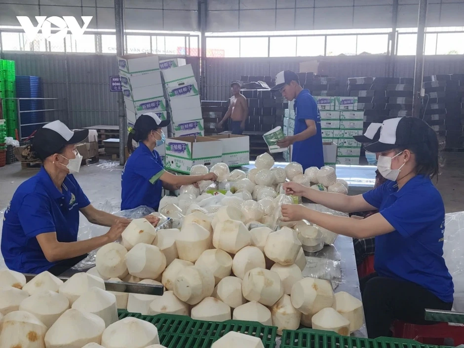 Nắng nóng, dừa xiêm tại Vĩnh Long, Đồng Tháp sốt giá, hút hàng