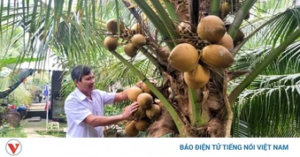 Nắng nóng, dừa xiêm tại Vĩnh Long, Đồng Tháp sốt giá, hút hàng