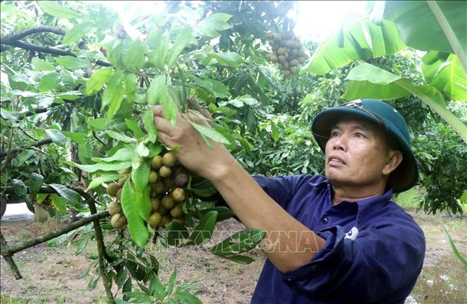 Nâng tầm thương hiệu nhãn lồng Hưng Yên Nâng tầm thương hiệu nhãn lồng Hưng Yên