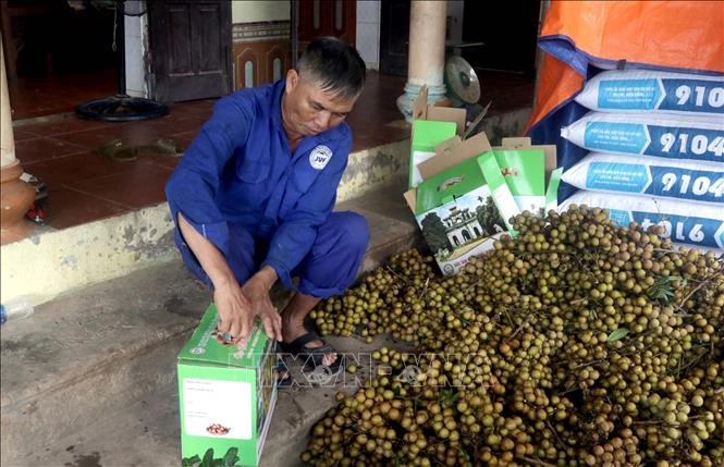 Nâng tầm thương hiệu nhãn lồng Hưng Yên Nâng tầm thương hiệu nhãn lồng Hưng Yên