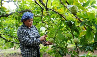 Nâng tầm thương hiệu trái na La Hiên trên thị trường nông sản