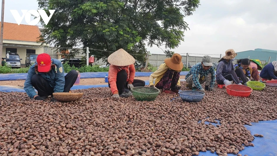 Ngành điều cảnh báo rủi ro hợp đồng và thanh toán trong năm 2026 Ngành điều cảnh báo rủi ro hợp đồng và thanh toán trong năm 2026