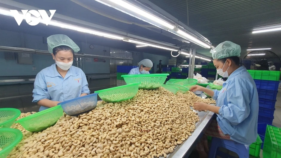 Ngành điều cảnh báo rủi ro hợp đồng và thanh toán trong năm 2026 Ngành điều cảnh báo rủi ro hợp đồng và thanh toán trong năm 2026