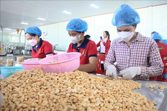 Ngành điều Việt Nam hướng tới giữ vững đà tăng trưởng sau năm kỷ lục Ngành điều Việt Nam hướng tới giữ vững đà tăng trưởng sau năm kỷ lục