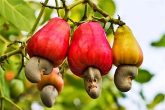 Ngành điều Việt Nam hướng tới giữ vững đà tăng trưởng sau năm kỷ lục