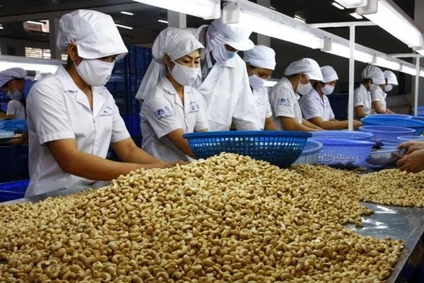 Ngành điều Việt Nam: Từ 'công xưởng chế biến' tới bài toán thương hiệu Ngành điều Việt Nam: Từ 'công xưởng chế biến' tới bài toán thương hiệu