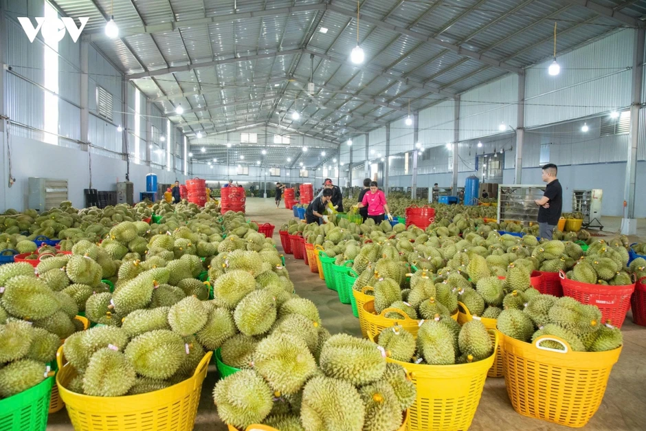 Ngành hàng tỷ đô không thể quản bằng những mã số trên giấy Ngành hàng tỷ đô không thể quản bằng những mã số trên giấy