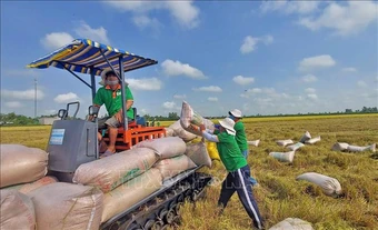 Ngành lúa gạo hướng tới nâng cao quyền định giá và thu nhập cho nông dân