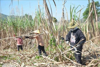 Ngành mía đường trước 'bài toán kép': Chi phí tăng, đầu ra thu hẹp