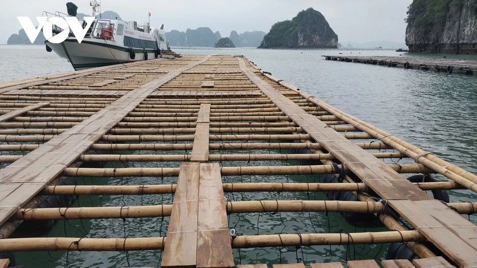 Ngành nuôi trồng thủy sản Quảng Ninh khôi phục phát triển mạnh mẽ Ngành nuôi trồng thủy sản Quảng Ninh khôi phục phát triển mạnh mẽ