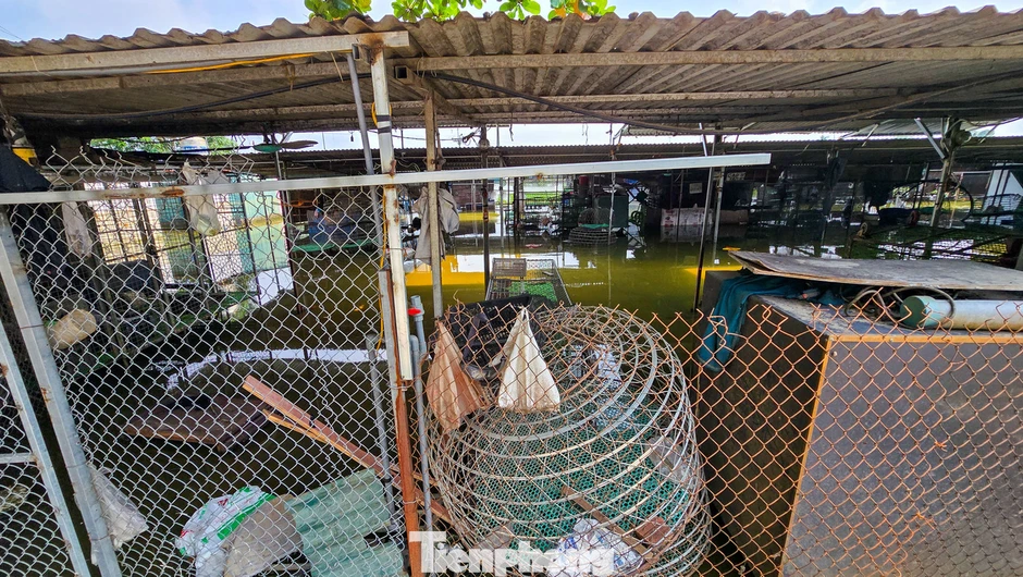 Ngập lụt nặng ở chợ đầu mối gia cầm Hà Nội Ngập lụt nặng ở chợ đầu mối gia cầm Hà Nội