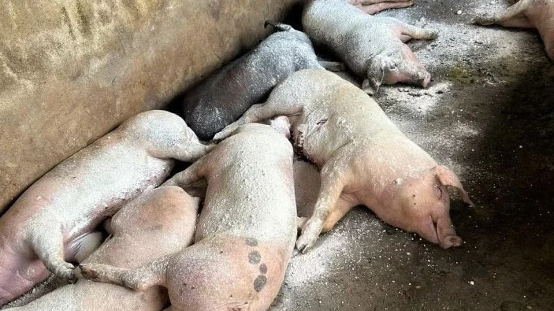 Nghệ An chi hàng chục tỷ đồng hỗ trợ người chăn nuôi bị thiệt hại do dịch tả lợn châu Phi và cúm gia cầm