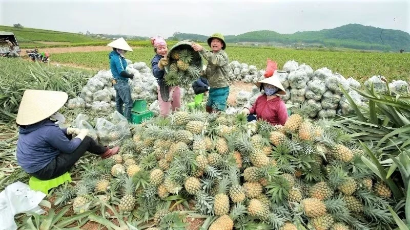 Nghệ An: Hơn 70% hợp tác xã hoạt động ở lĩnh vực nông nghiệp Nghệ An: Hơn 70% hợp tác xã hoạt động ở lĩnh vực nông nghiệp