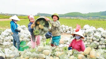 Nghệ An nâng cao giá trị sản phẩm dứa