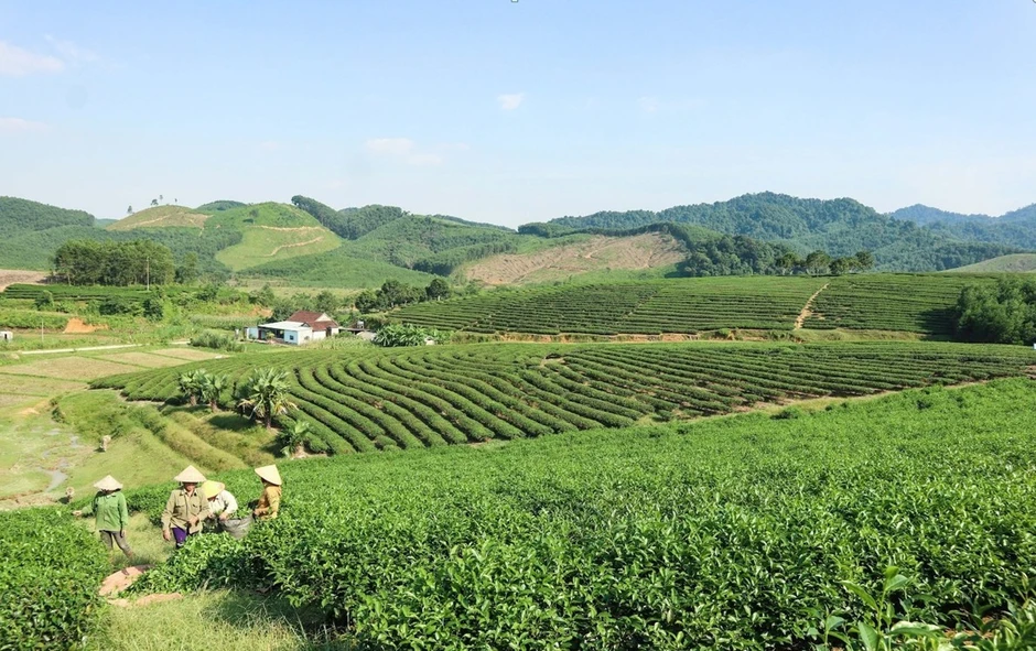 Nghệ An phát triển nông nghiệp công nghệ cao trên hành lang kinh tế đường Hồ Chí Minh Nghệ An phát triển nông nghiệp công nghệ cao trên hành lang kinh tế đường Hồ Chí Minh