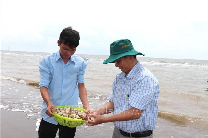 Nghề nuôi nghêu Vĩnh Long đối diện nguy cơ suy giảm hiệu quả Nghề nuôi nghêu Vĩnh Long đối diện nguy cơ suy giảm hiệu quả