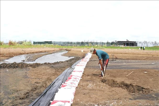 Nghề nuôi nghêu Vĩnh Long đối diện nguy cơ suy giảm hiệu quả Nghề nuôi nghêu Vĩnh Long đối diện nguy cơ suy giảm hiệu quả