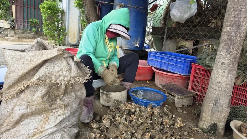 Nghề tách ruột hàu bên dòng Nhật Lệ Nghề tách ruột hàu bên dòng Nhật Lệ