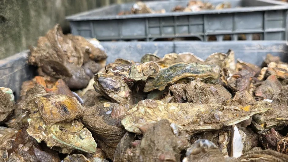 Nghề tách ruột hàu bên dòng Nhật Lệ Nghề tách ruột hàu bên dòng Nhật Lệ