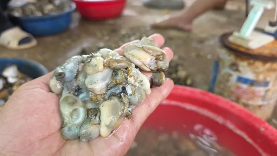 Nghề tách ruột hàu bên dòng Nhật Lệ Nghề tách ruột hàu bên dòng Nhật Lệ